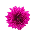 Fresh flowers